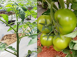水溶肥提高番茄产量，应该如何选择？
