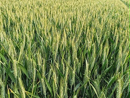 磷酸二氢钾在小麦上喷施效果如何？王总只选它！