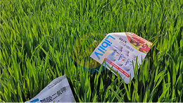 春季小麦施肥指南！一文速通