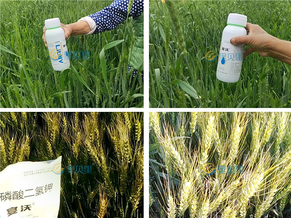 磷酸二氢钾-宴沃小麦