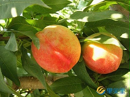 桃树专用肥料，秦大哥用里贝里喜获丰收！