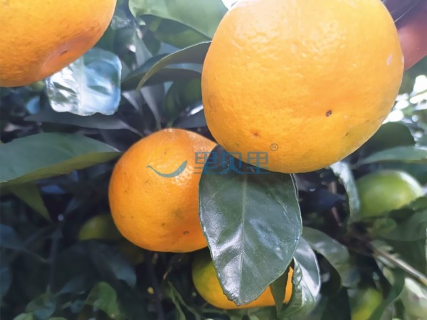 钙肥-宴沃柑橘