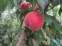 桃树追肥用什么肥料？一般人不知道用这个！