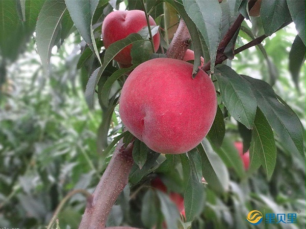 桃树追肥用什么肥料