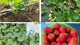 草莓用什么肥料提苗？