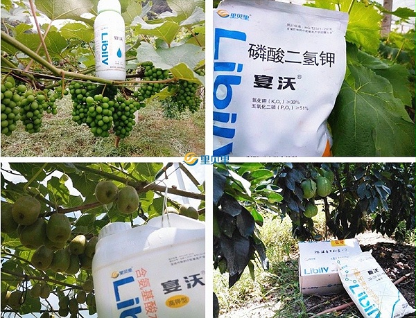 郑州里贝里生物科技有限公司-作物使用效果
