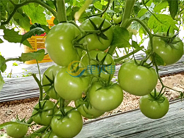 种番茄用什么肥料？提高品质就选“它”