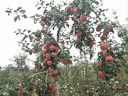 苹果专用肥，王大哥说“增产提质效果好”