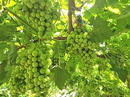 种葡萄什么肥料好？