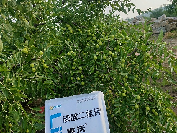 枣树种植—安徽沈老板灵枣