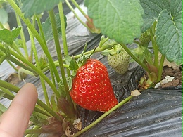 水溶肥在草莓上如何使用？