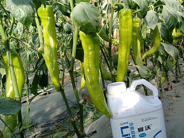 辣椒膨果期-宴沃辣椒