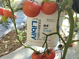 生根剂怎么选?方法在这里